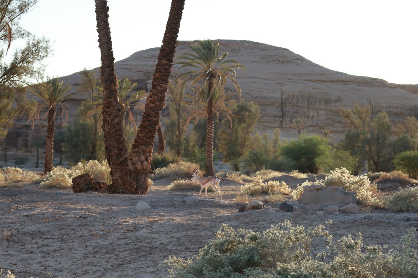 Desert wildlife in Hegra’s nature reserve