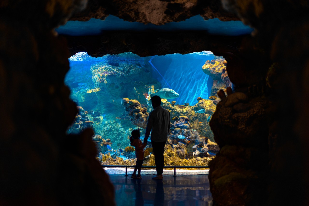 A destination reference image of Fakieh Aquarium in Jeddah