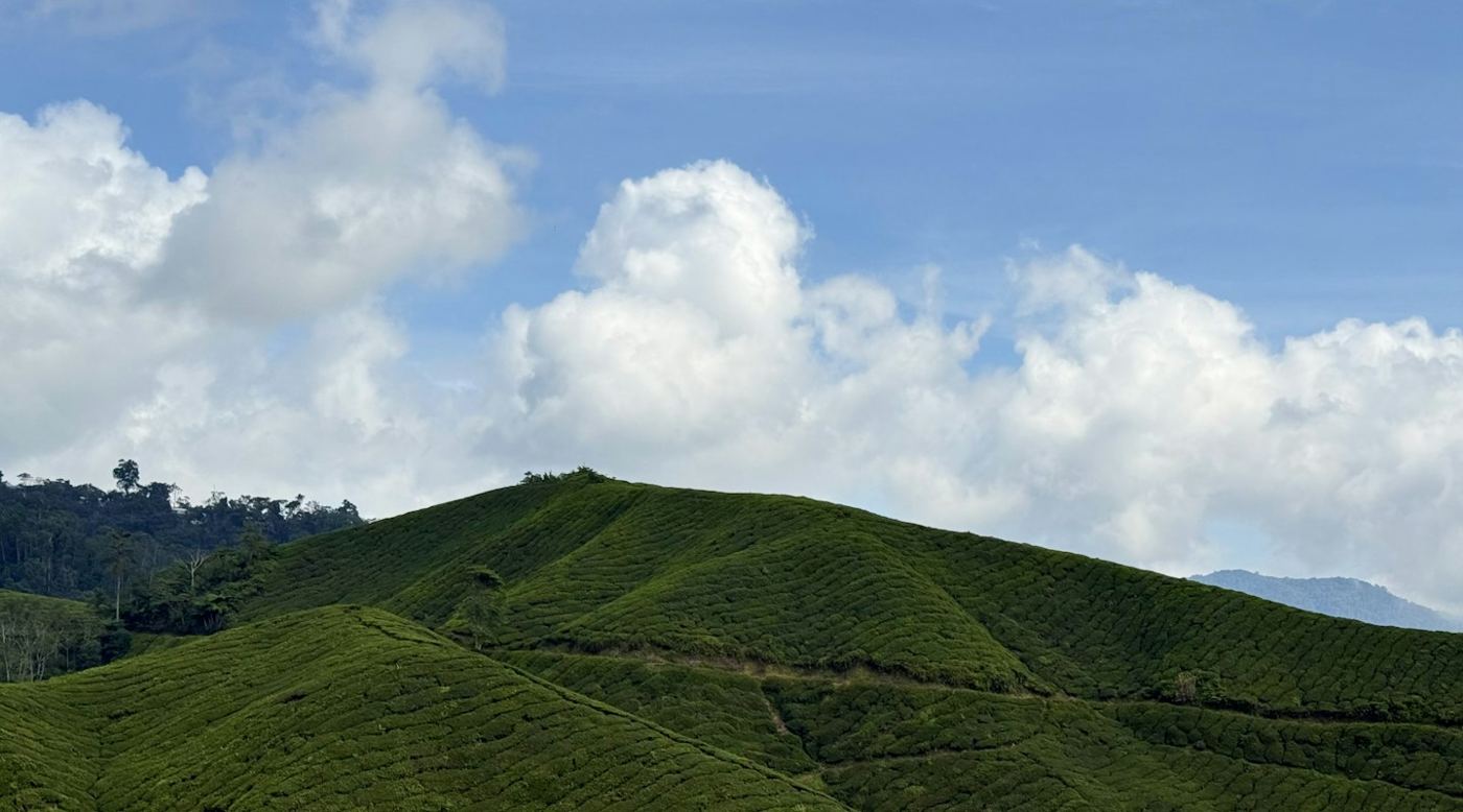Cameron Highlands photography inspiration